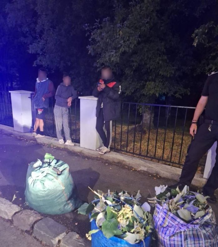 Trei persoane sancționate la Brașov pentru ruperea crengilor de tei din spațiul verde