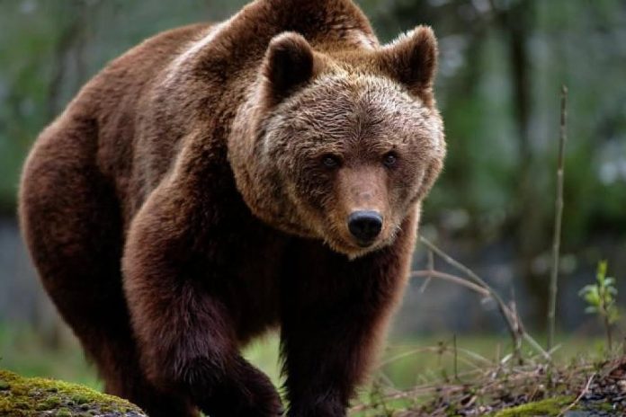 O ursoaică a fost capturată și eutanasiată în Poiana Brașov după apariții repetate în zona Hotelului Piatra Mare