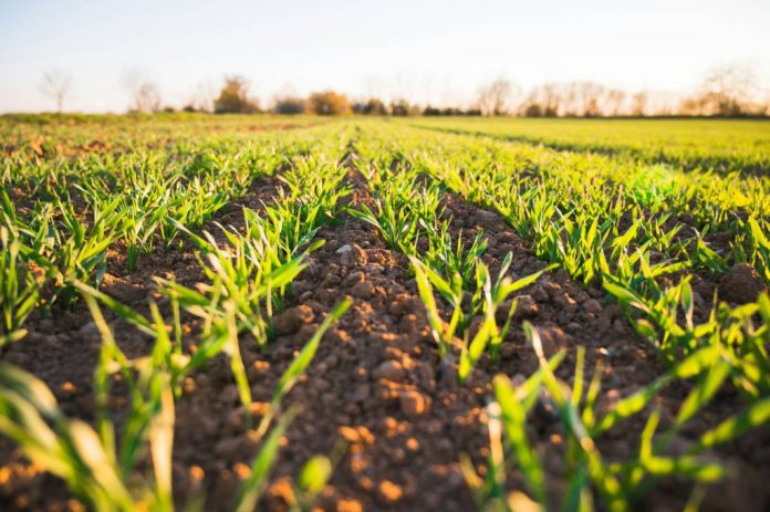Agricultura din județul Brașov: culturile arată bine, iar producțiile estimate sunt peste cele de anul trecut