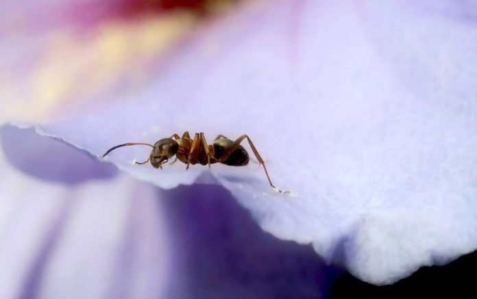 10 metode naturale prin care să ții furnicile departe