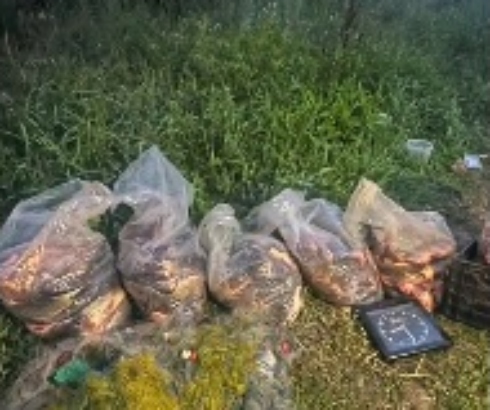 Peste 200 de kilograme de pește și plase de pescuit, confiscate de polițiști la Făgăraș (VIDEO)