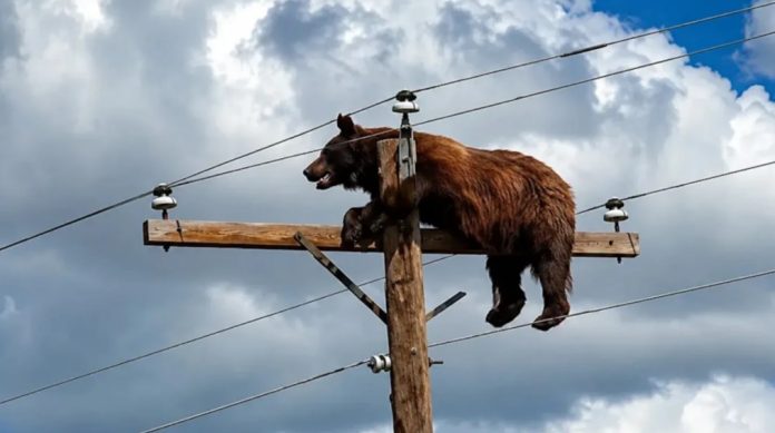 Cățărat la peste 10 metri înălțime: Urs electrocutat după ce a urcat pe un stâlp de înaltă tensiune