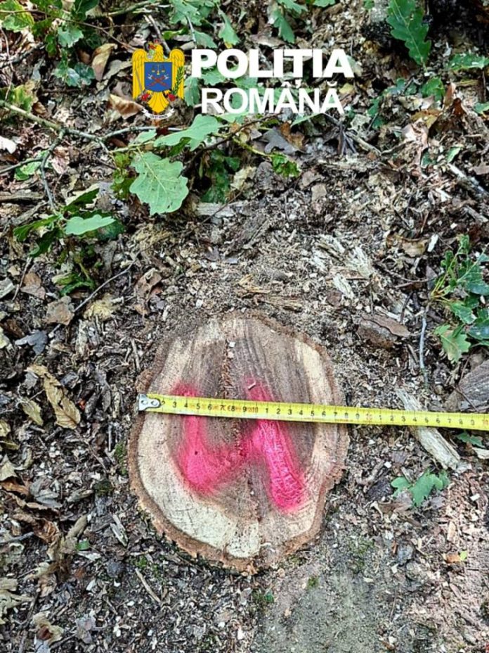Un bărbat din Ormeniș a fost prins în timp ce transporta arbori tăiați ilegal cu un atelaj