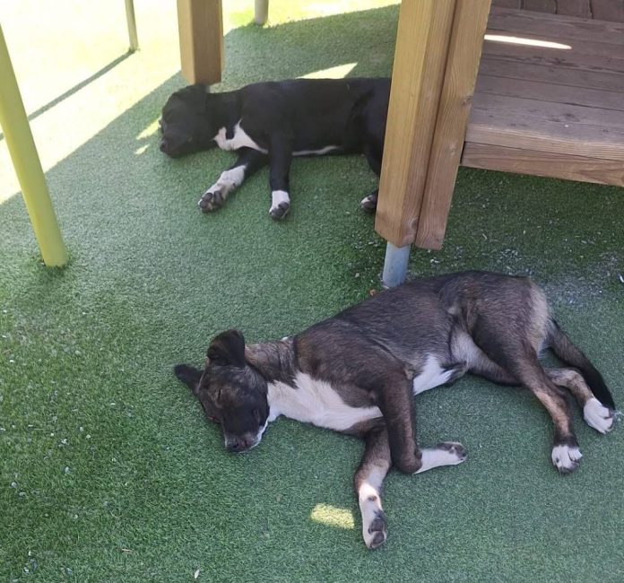 Doi câini de talie mare, găsiți într-un loc de joacă din Răcădău și duși la adăpost