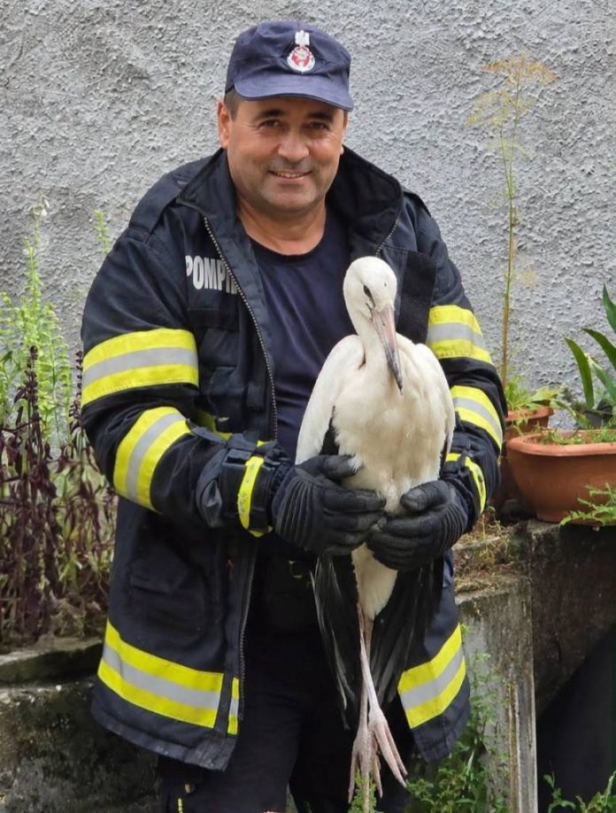 Pui de barză salvat de pompieri, în Apața