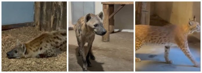 Doi masculi de hienă pătată și o femelă de râs carpatin au ajuns la Zoo Brașov