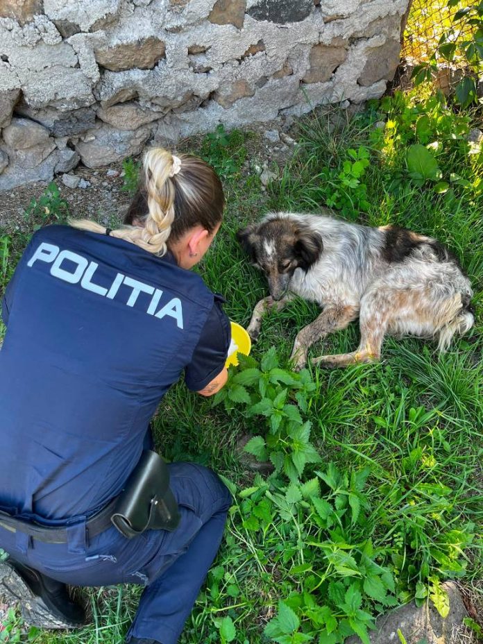 Câine rănit în urma unei agresiuni, la Racoș. Un adolescent și alți doi tineri sunt cercetați într-un dosar penal