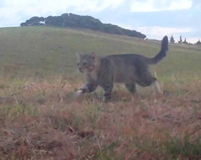 Nine Lives: pisica sălbatică care a fentat capturarea 3 ani și a decimat specii protejate