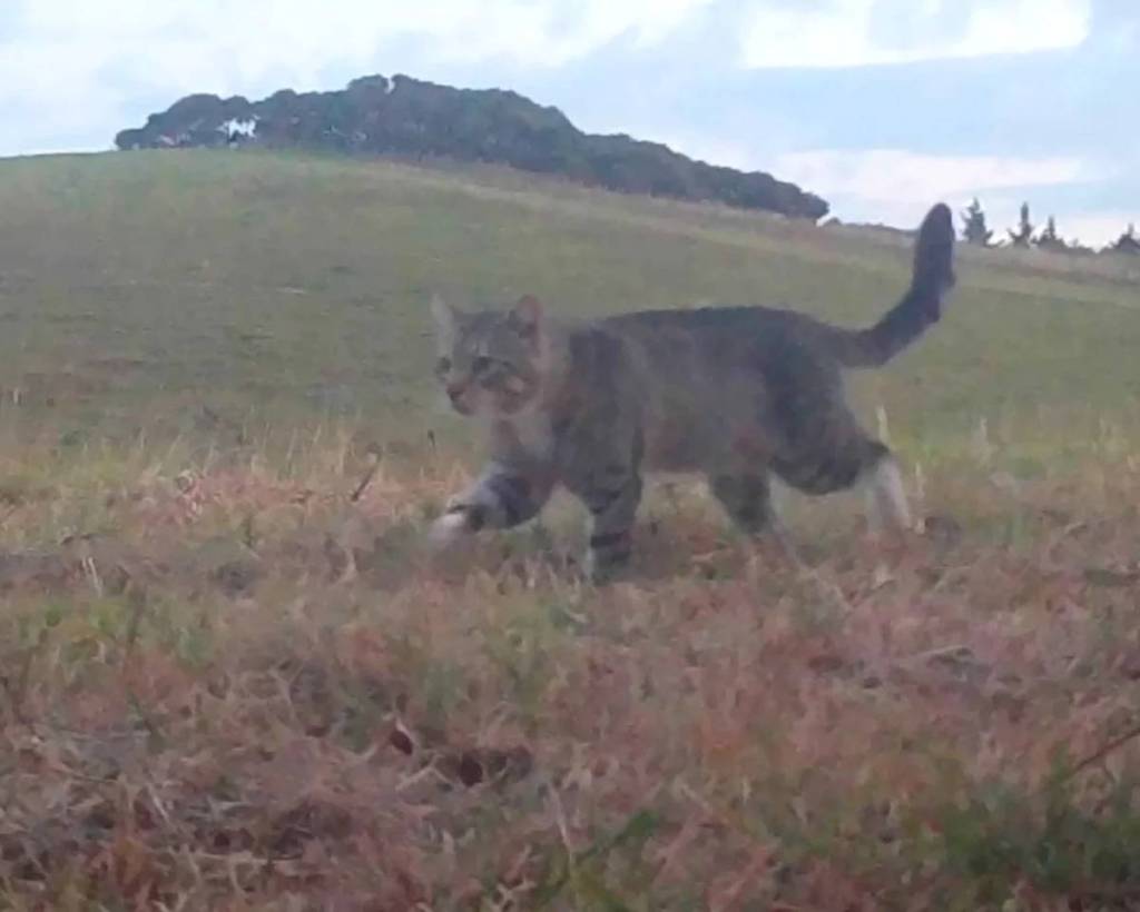 Cum a decimat pisica „Nine Lives” păsările protejate din Noua Zeelandă