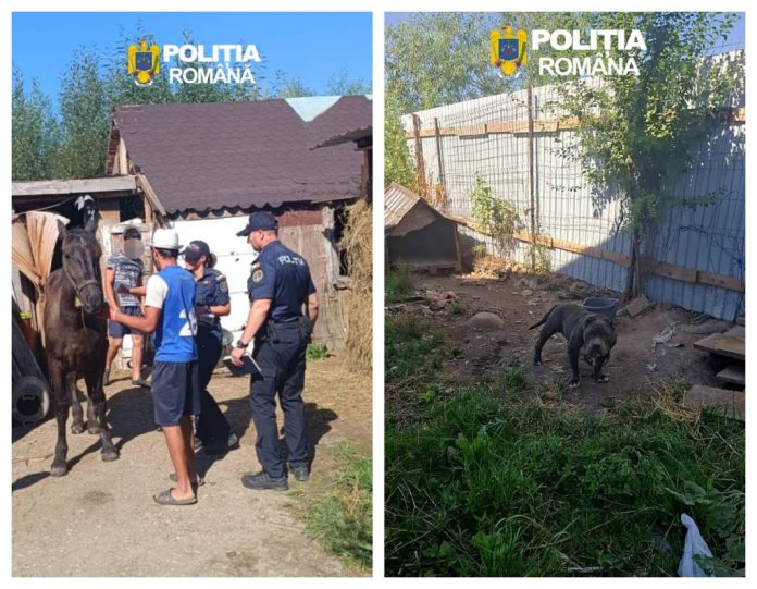 Dosare penale pentru cruzime față de animale la Sânpetru. Un tânăr este acuzat că și-a bătut calul, iar un câine avea urechile cupate ilegal