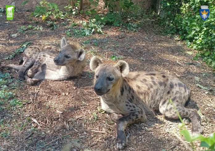 Zoo Brașov a revenit la programul normal odată cu începerea școlii