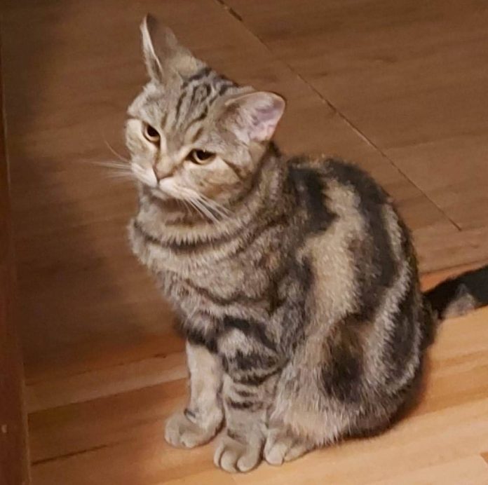 Pisică pierdută în zona Gemenii