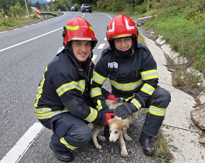 Pui de câine salvat de pompierii din Predeal, după ce a căzut într-un canal