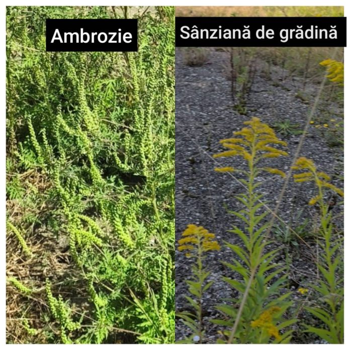 Brașovenii au făcut 92 de sesizări privind ambrozia. Unde a fost confirmată planta