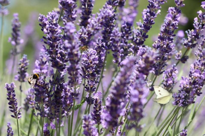 Ce spun experții: Poate respinge lavanda insectele?