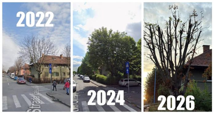 Regulamentul spațiilor verzi din Brașov, contestat: risc de toaletări severe și evaluări insuficiente