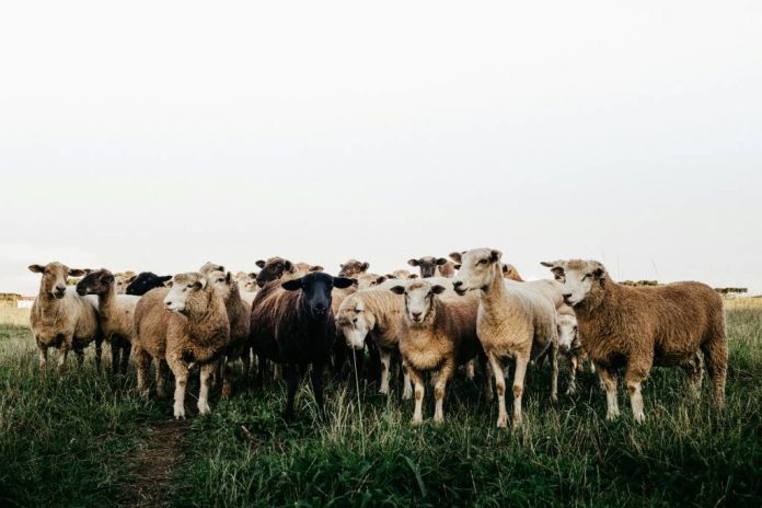 DSVSA Brașov a primit 25.000 de doze de vaccin împotriva Variolei Ovine și Caprine