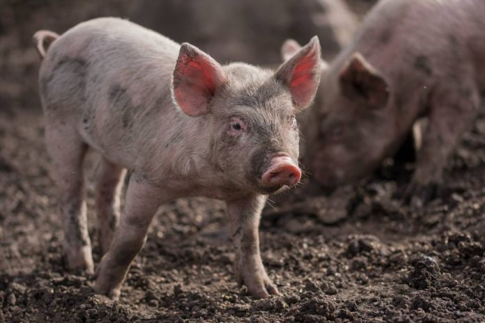 APIA primește cereri pentru ajutorul de stat destinat crescătorilor de porci până pe 30 octombrie
