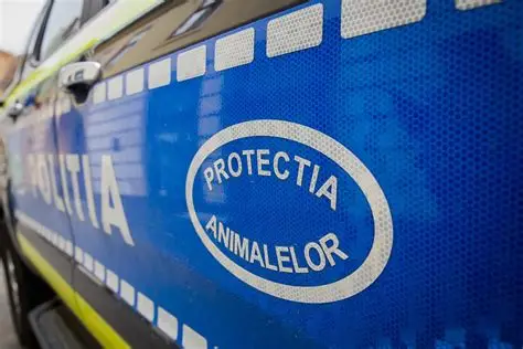 Bărbat din Brașov, amendat cu 12.000 de lei după ce ar fi abandonat doi câini la un adăpost